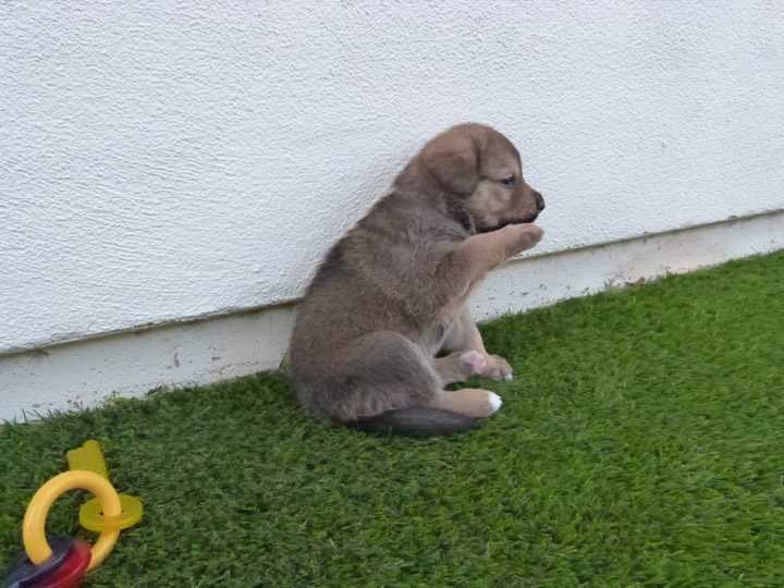 chinook dog